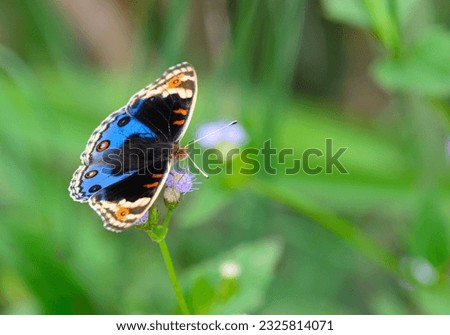 Blue Pansy ( Junonia orithya )  sucking nectar from siam weed flower close up,thailand