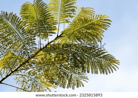 Leaf of Flamboyant, Delonix regia is a species of flowering plant in the bean family Fabaceae and common name is royal poinciana, phoenix flower, flame of the forest, or flame tree.