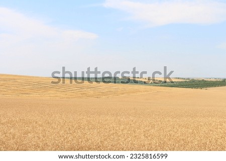A large field of wheat