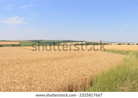 A field of wheat and a blue sky