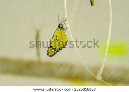 beautiful butterflies flying in the garden