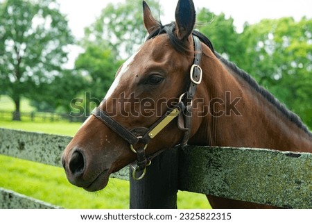 Horse looking over a fence
