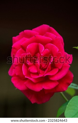 Vivid red rose in close-up.