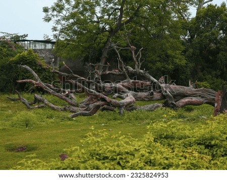 Died Massive tree fallen on grass land.  Royalty-Free Stock Photo #2325824953