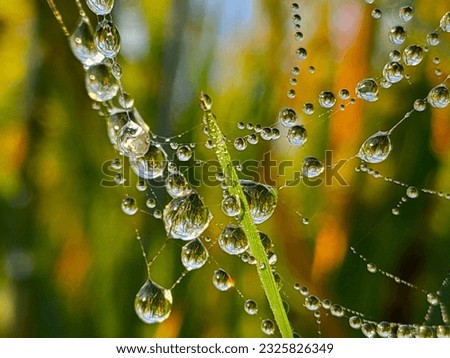 dew drops on spider web. spider web