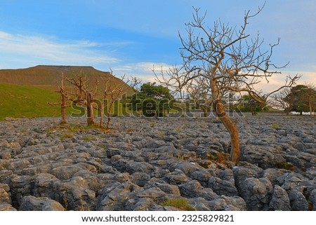 Trees growing out of Limestone Pavement at Souterscales nature reserve, Yorkshire Dales. England, UK.