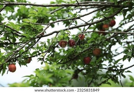 Red-yellow plums on tree branches