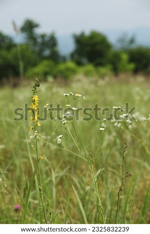 Yellow and white herbs in the green grass in the meadow