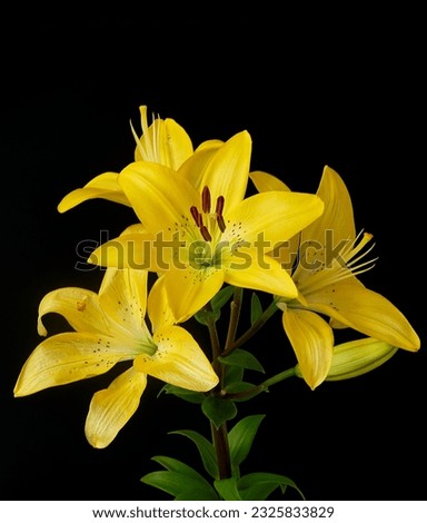  lily flower growing on black background                              