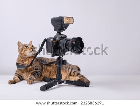 Popeye cat photographer, ready to take photos.