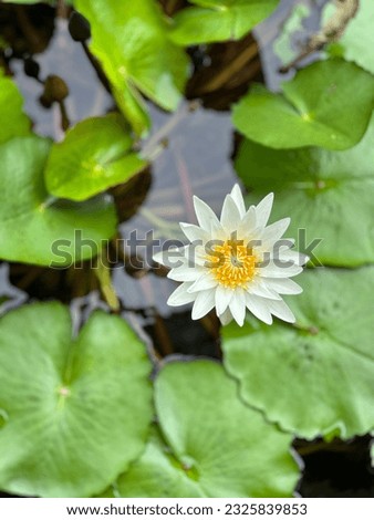 Elevate your visuals with iconic white lotus picture. Capturing purity and tranquility, it’s in high demand and perfect for any project. Maximize inspire your audience with this timeless beauty.