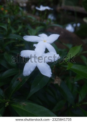 beautiful white flower blooming in the morning is perfect for Background and wallpaper