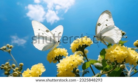 White butterflies close up macro photo. Detailed butterfly black-veined white Pieridae on yellow garden flowers. Sunny summer outdoor landscape. Wild nature poster photo Royalty-Free Stock Photo #2325848293