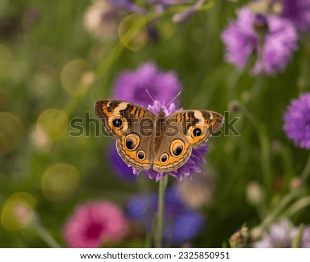 A common Buckeye butterfly enjoying spring flowers in Texas Royalty-Free Stock Photo #2325850951