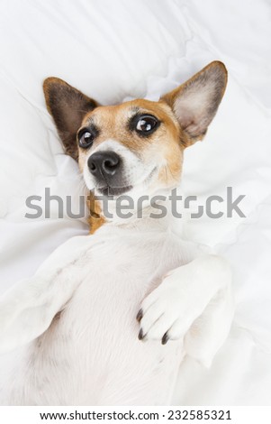 Cute dog Jack Russell terrier lying in bed on back smiling and make selfie photo