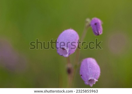 Beautiful violet flower of erica tetralix.