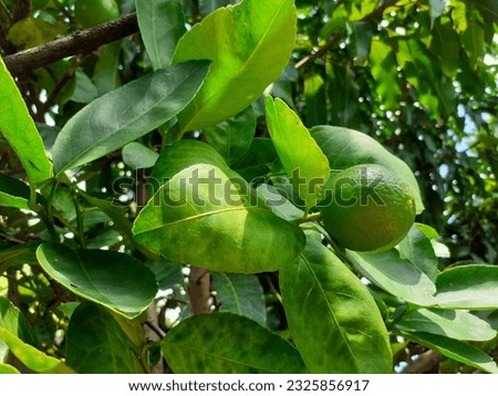 Lime in Asia farmer's farm