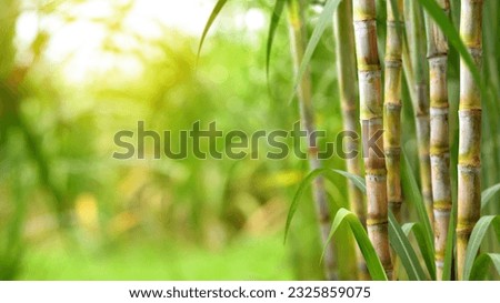 Sugar cane plantation growing up. Royalty-Free Stock Photo #2325859075