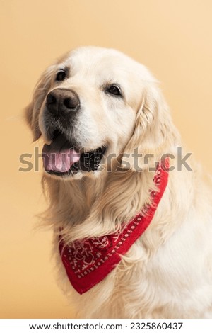 Closeup portrait of cute cheerful pet looking at camera isolated on beige background. Golden labrador, veterinary concept, animal care