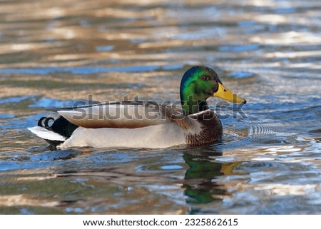 mallard duck swimming on lake (Anas platyrhynchos)
