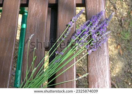 this is a picture of lavender