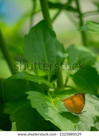 The yamfly butterfly is a species of lycaenid or blue butterfly with free space for text and message, isolated, background. Vertical picture.