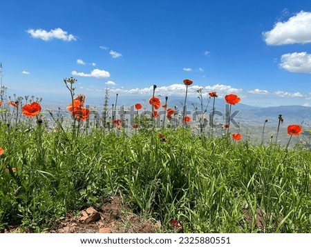Superb view with poppies blooming all over