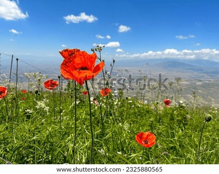 Superb view with poppies blooming all over