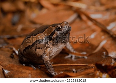 Malaysian narrow-mouthed toad(Kaloula pulchra) is invasive species in taiwan,and like calling in  rainy day. Royalty-Free Stock Photo #2325882015
