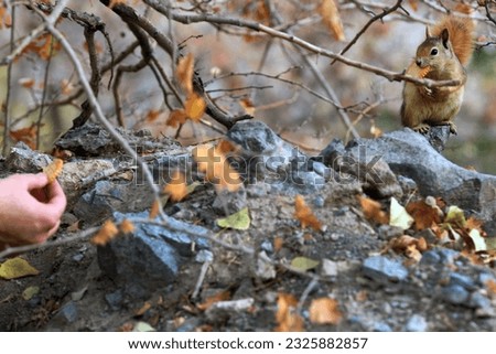  a squirrel takes biscuits, walnuts, and almonds from people on a hiking trail in the outskirts of Tehran. In recent years, wildlife has again been living near humans .