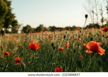 Field of poppies, beautiful red poppies