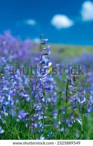 Purple color beautiful plants pictures from nature, very beautiful photos like postcards, Highland village flowers with bee with bug 