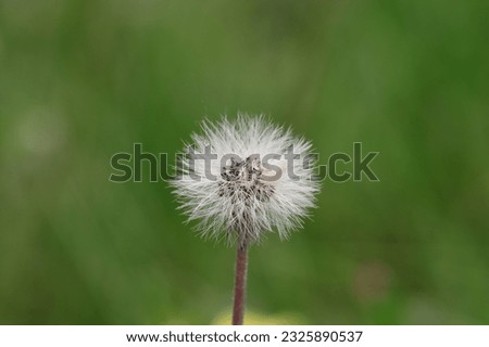 Fruiting of a hawkweed against a green blurry background, close-up, copy space