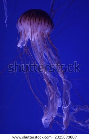 Jellyfish on the sea or underwater world.Moon jellyfish translucent color and blue background.