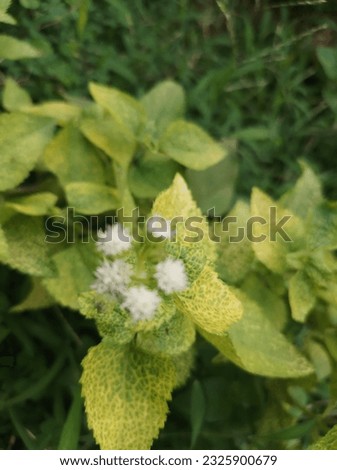 A picture of billy goat weed