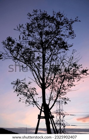 Step into a tranquil world of serene beauty with this mesmerizing stock photo capturing the essence of a captivating sunset. Against the vibrant hues of the setting sun, a black tree stands tall, its 