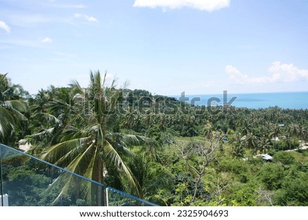
Balcony overlooking the palm grove