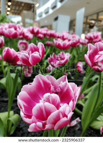 pink and white tulips, flowers, flora exhibition hall, yard, field 
