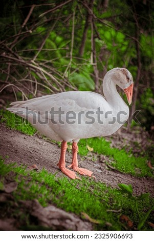 A white duck standing on dirt