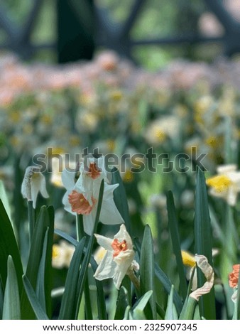 flower, tulip, view, wallpaper, nature