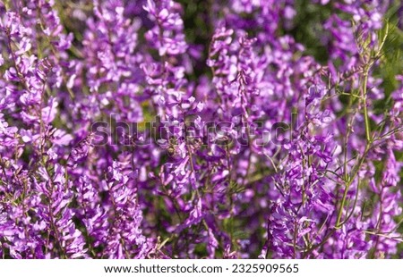 Purple color beautiful plants pictures with bee, they are feeding, flying, carriyng pollen, dance of bees with seasonal flowers in spring