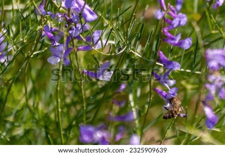 Purple color beautiful plants pictures with bee, they are feeding, flying, carriyng pollen, dance of bees with seasonal flowers in spring