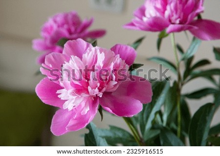 bouquet of peonies on the table