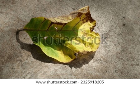 Colorful dry leaves Natural background of leaves that change with time. season with enchanting beauty