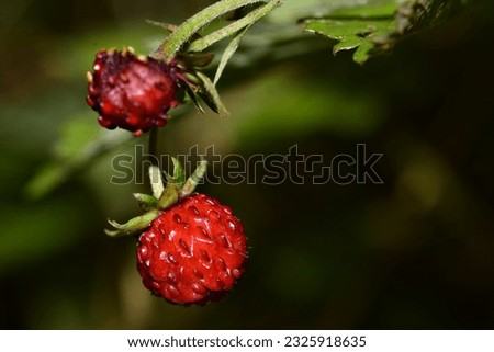 Macro photo in a forest in Transylvania. Ripe strawberry.