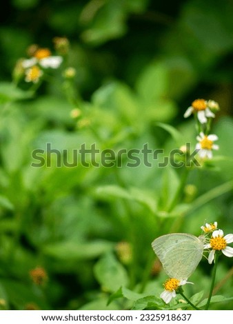Mottled emigrant Butterfly with free space for text and message, isolated, background. Vertical picture.