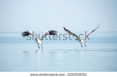 Flying pelicans in the blue sky. Waterfowl at the nesting site. A flock of pelicans walks on a blue lake. Royalty-Free Stock Photo #2325918701