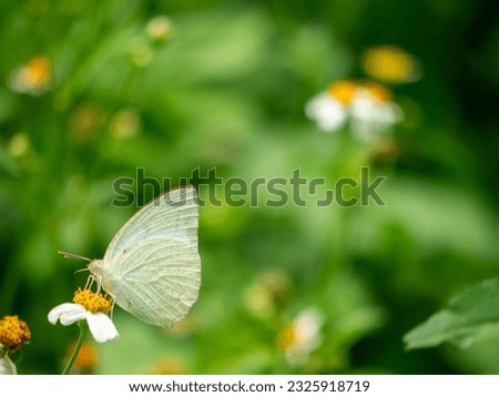 Mottled emigrant Butterfly with free space for text and message, isolated, background.