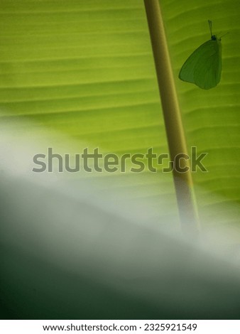 Mottled emigrant Butterfly in banana leaf and diagonally bokeh with free space for text and message, isolated, background. Vertical picture.
