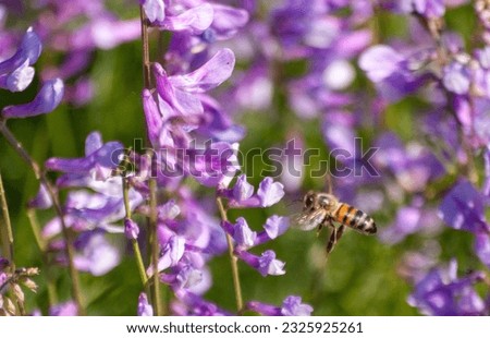 Purple color beautiful plants pictures with bee, they are feeding, flying, carrying pollen, dance of bees with seasonal flowers in spring... Bee pictures